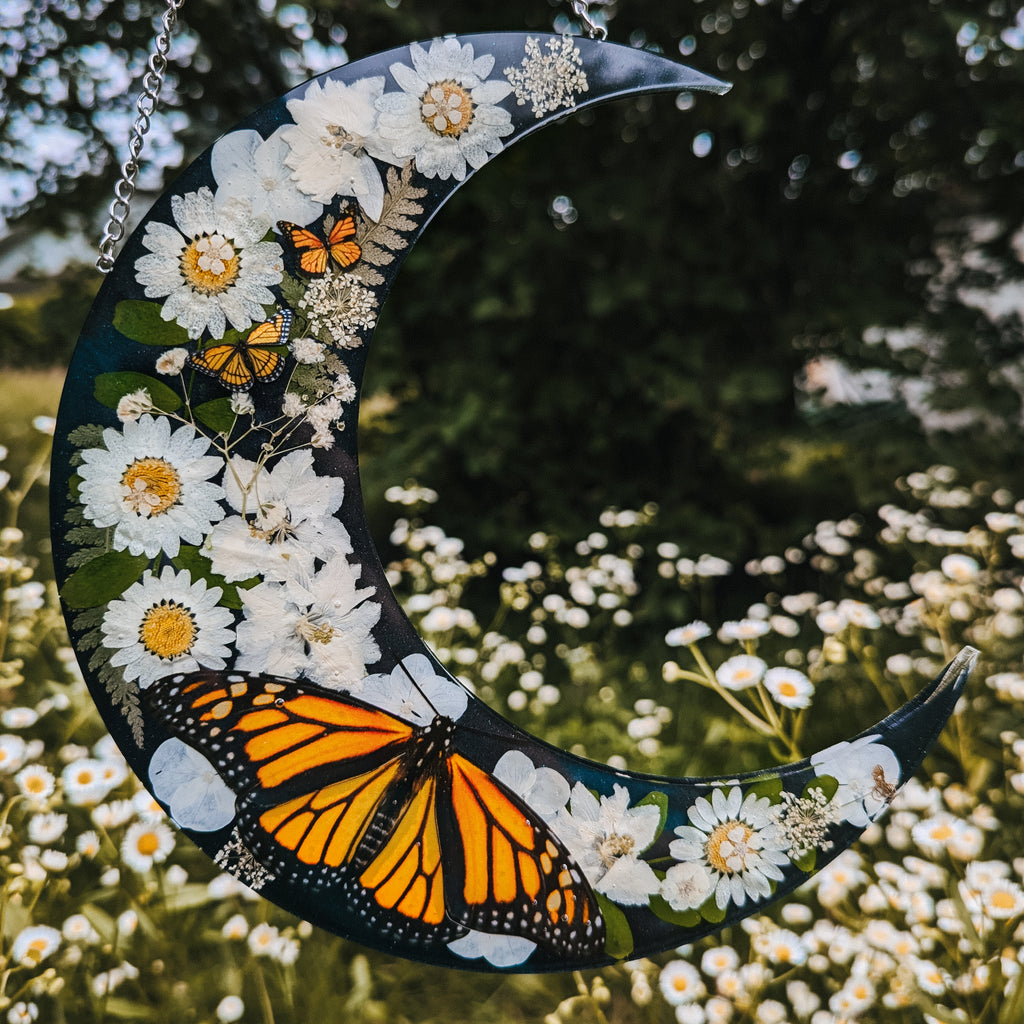 DAISY MONARCH#4