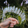 SILVER ANGELIS