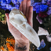 RAVEN - WHITE